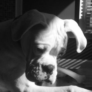 Meet your Posher, Douglas